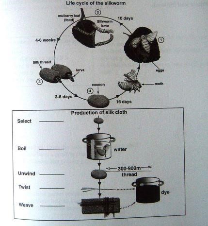 life cycle of the silkworm
